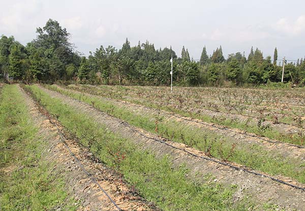 成都哪里有藍(lán)莓基地