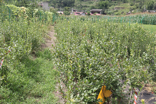 四川藍(lán)莓種苗培育基地