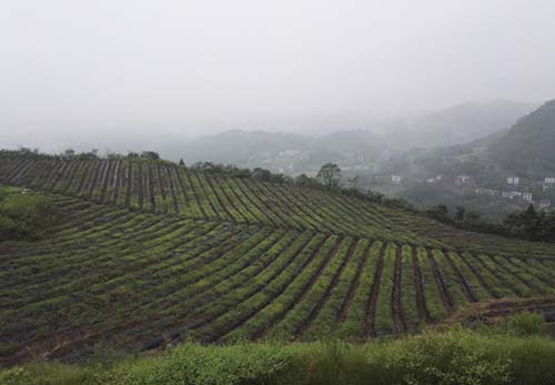 四川藍(lán)莓種苗培育基地